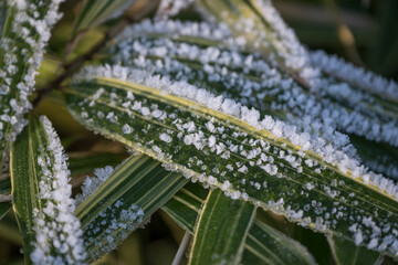 Frost on bamboo leaves outside.
