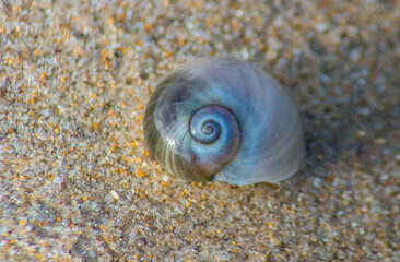 Janthina janthina on the Ground