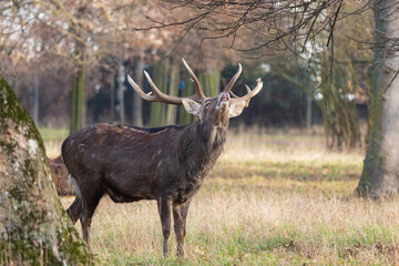 Sika deer - Cervus nippon, doe and mouflon in meadow and forest. Photo from wild nature