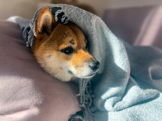 Pensive Shiba Inu with a sorrowful expression, head nestled under a blanket. The mood is reflective and contemplative. High quality close-up photo. copy space available.