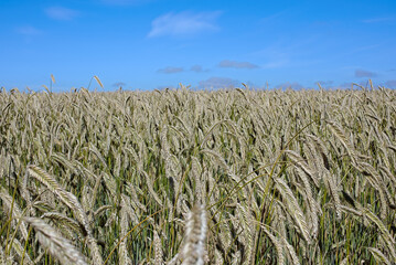 corn field in the summer
