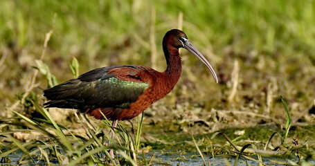Glossy ibis (Plegadis falcinellus) 