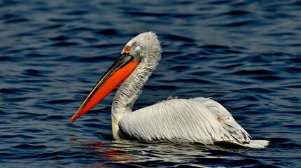 Dalmatian pelican - Pelecanus crispus