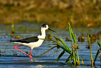 Black-winged Stilt (Himantopus himantopus) 