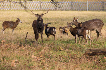 Sika deer - Cervus nippon, doe and mouflon in meadow and forest. Photo from wild nature