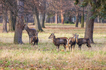 Sika deer - Cervus nippon, doe and mouflon in meadow and forest. Photo from wild nature