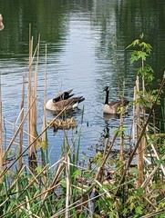 Canadian geese and their goslings teaching them how to swim on a pond in the spring