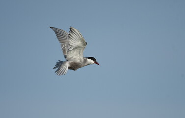 Whiskered Tern (Chlidonias hybrida) 