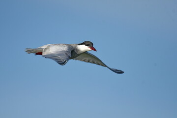 Whiskered Tern (Chlidonias hybrida) 