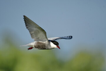 Whiskered Tern (Chlidonias hybrida) 