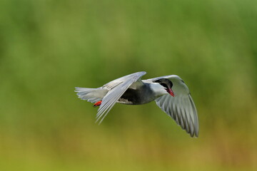 Whiskered Tern (Chlidonias hybrida) 