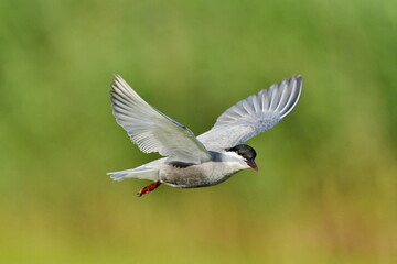 Whiskered Tern (Chlidonias hybrida) 