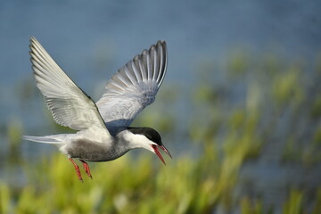 Whiskered Tern (Chlidonias hybrida) 