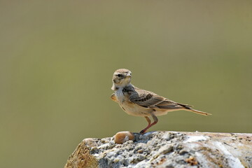 Calandra Lark - (Melanocorypha calandra)