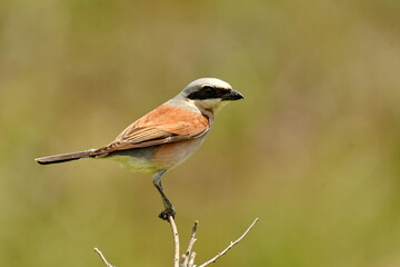 Red-backed Shrike (Lanius collurio) 