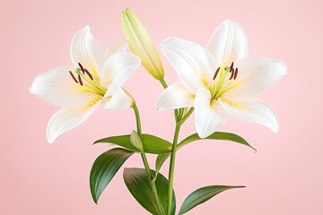 Fototapeta premium Elegant white lilies with green leaves against a soft pink background, showcasing natural beauty