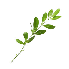 Fototapeta premium fresh green leaves