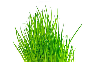 Schnittlauch vor weißem Hintergrund