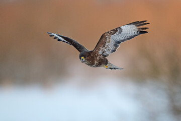 Common buzzard (Buteo buteo)