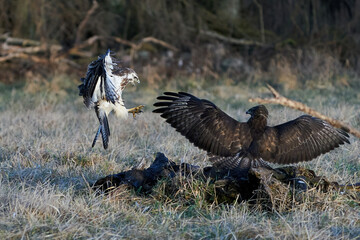 Common buzzard (Buteo buteo)