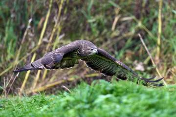 Common buzzard (Buteo buteo)