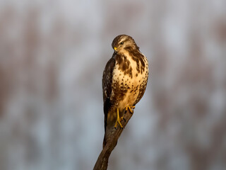 Common buzzard (Buteo buteo)