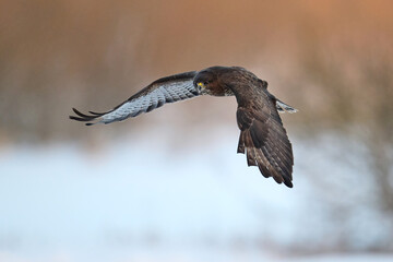 Common buzzard (Buteo buteo)