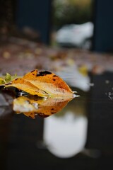 Autumn leaf on a puddle of water