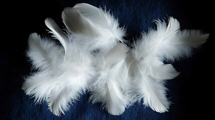 Delicate White Feathers Arranged on Dark Blue Background