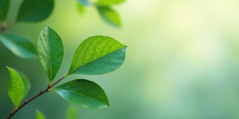 Obraz premium A Close-Up View of Vibrant Green Leaves on a Branch Against a Soft, Blurred Background, Representing the Beauty of Nature and the Tranquility of the Outdoors