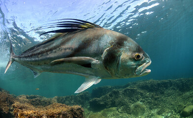 Roosterfish swimming off the coast of Panama