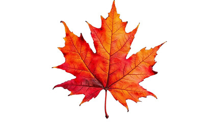 Fototapeta premium Autumnal maple leaf displaying vibrant shades of red orange and yellow against black backdrop detailed veins and serrated edges are clearly visible