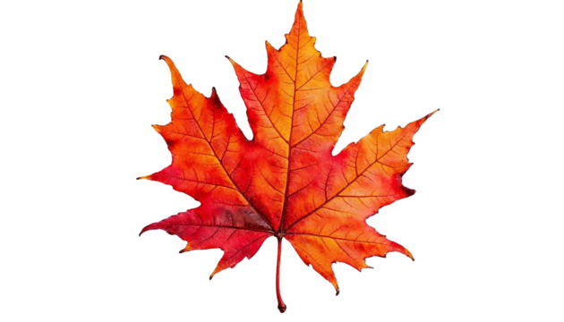 Autumnal maple leaf displaying vibrant shades of red orange and yellow against black backdrop detailed veins and serrated edges are clearly visible