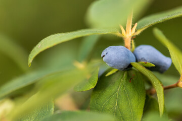 ripe honeysuckle on a bush, green honeysuckle leaves