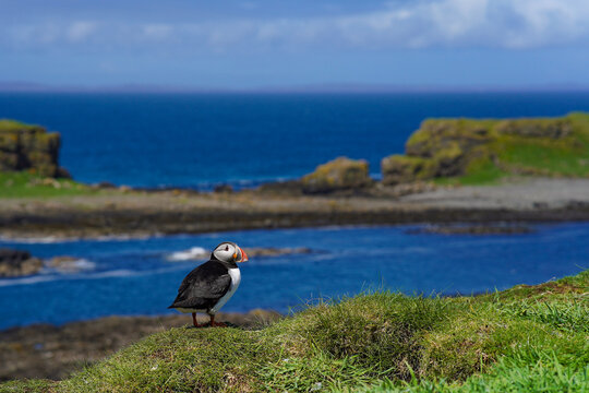 Atlantic puffin on the isle of Lunga in Scotland. The puffins breed on Lunga, a small island of the coast of Mull. 