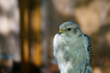 Close-up of a Gyr x Saker Falcon. It is a hybrid of the Gyrfalcon and the Saker falcon.