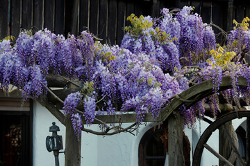 Blauregen (Wisteria) Kletterpflanze mit blauen Blüten © Aggi Schmid