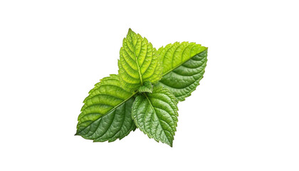 Obraz premium Close up of a fresh spearmint sprig with lush green leaves on a clean black backdrop perfect for culinary or natural ingredient advertising