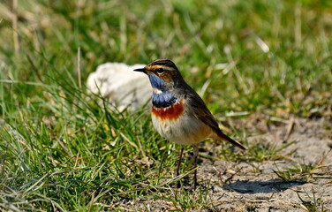 Bluethroat  - (Luscinia svecica) 