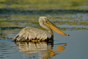 Dalmatian pelican - Pelecanus crispus
