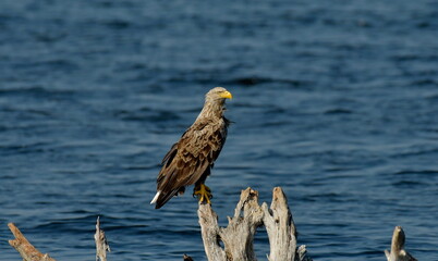 White tailed eagle (Haliaeetus albicilla) 