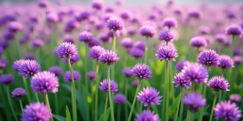 Obraz premium A Field of Delicate Purple Blossoms Basking in the Soft Glow of Dawn's Gentle Light