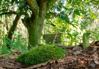 Moss-covered stone beneath the shadows of a mango tree, photographed at the Canto do Sabiá site, Ibirité, Minas Gerais.