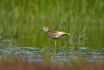 white tailed lapwing - Vanellus chettusia