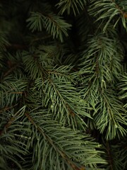 pine needles, fashion photo