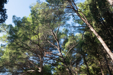 Fototapeta premium Lush Forest Canopy with Tall Trees and Clear Blue Sky. The towering trees and their interwoven branches create a natural atmosphere, ideal for themes of tranquility, nature, and outdoor exploration.