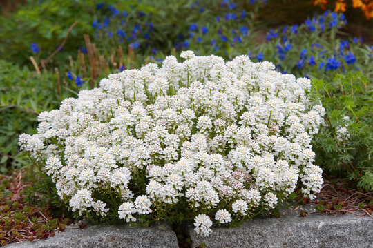 Immergr&uuml;ne Schleifenblume (Iberis sempervirens) Steingartenpflanze mit wei&szlig;en Bl&uuml;ten