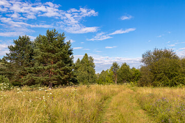 Obraz premium Vibrant summer landscape with green grass and trees, nature's beauty