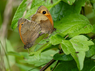 Meadow Brown Butterflies Mating on an Oak Tree Leaf