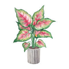 Aglaonema rosea in a flowerpot. Watercolor hand drawn illustration houseplant. Clipart on white background for cards, invitations and design of flower shop and botanical blog.
